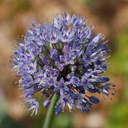 Alho decorativo Azul - Allium Caeruleum Azureum